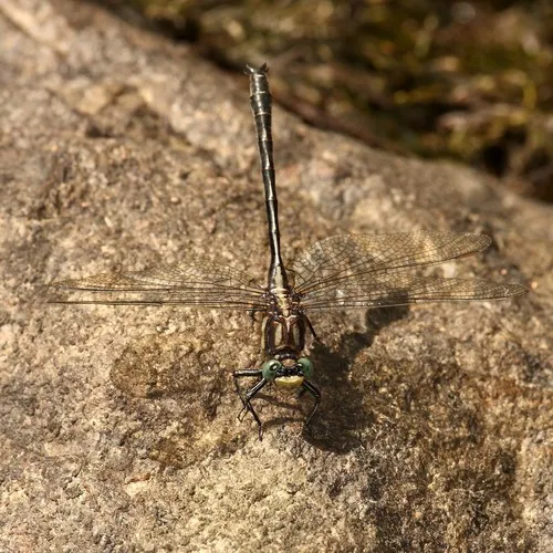 Ashy Clubtail