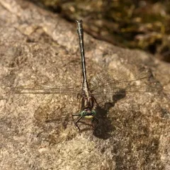 Ashy Clubtail thumbnail 1