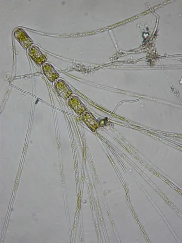 Chaetoceros concavicornis