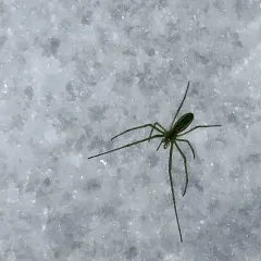 Green Long-jawed Orbweaver thumbnail 4