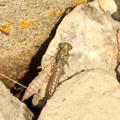 Elusive Clubtail thumbnail 2