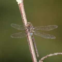 Springtime Darner thumbnail 2