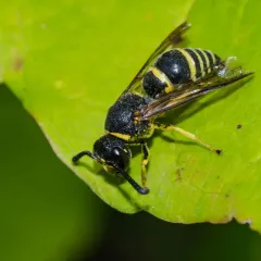 Pitted Mason Wasp thumbnail 2