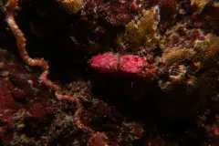 Saddleback Shrimp thumbnail 2