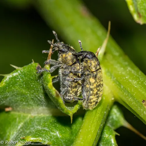 Nodding Thistle Receptacle Weevil