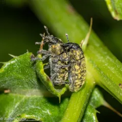 Nodding Thistle Receptacle Weevil thumbnail 1