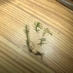 Fir Tamarisk-moss thumbnail 1