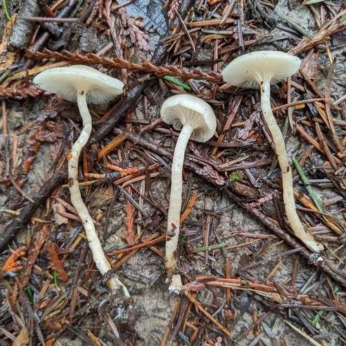 Clitocybe deceptiva