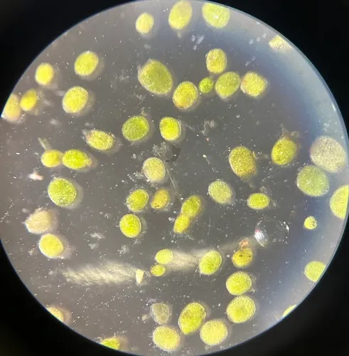 Columbian Watermeal