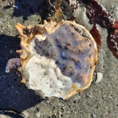 Portly Spider Crab thumbnail 4