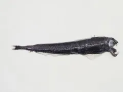 Sloane's Viperfish thumbnail 2