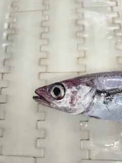 Blue Whiting thumbnail 3