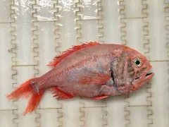 Orange Roughy thumbnail 1