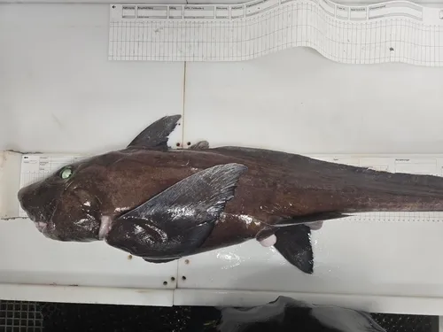 Small-eyed Rabbitfish