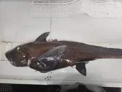 Small-eyed Rabbitfish thumbnail 1