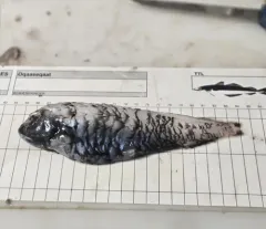 Goiter Blacksmelt thumbnail 2