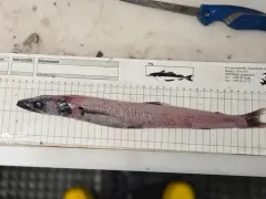 Blackfin waryfish thumbnail 4