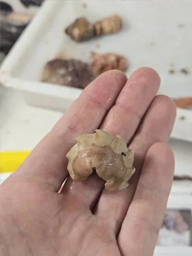 Hanley's Mail-shell
