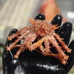 Norway King Crab thumbnail 4