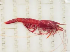 Scarlet Gamba Prawn thumbnail 4