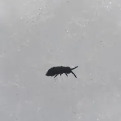 Hypogastrura harveyi thumbnail 2