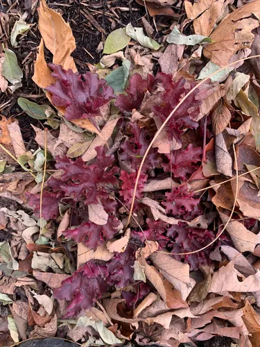 coralbells
