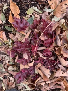coralbells thumbnail 1
