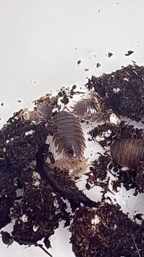 Swift Woodlouse