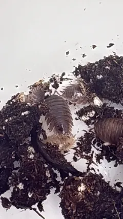 Swift Woodlouse thumbnail 1