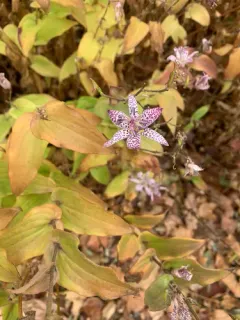 Toad Lily thumbnail 2
