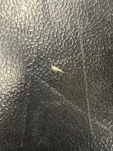 ghost silverfish
