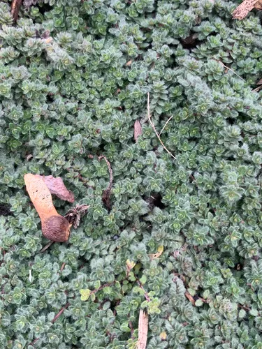 Woolly Thyme