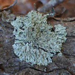 Gray Starburst Lichen thumbnail 3
