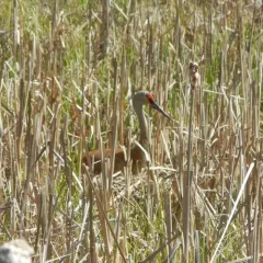 Sandhill Crane thumbnail 3