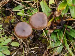 Entoloma vindobonense thumbnail 4