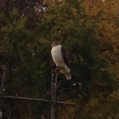 Red-tailed Hawk thumbnail 4
