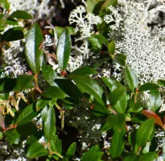 Northern Blueberry thumbnail 2