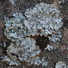 Lattice Tube Lichen thumbnail 2