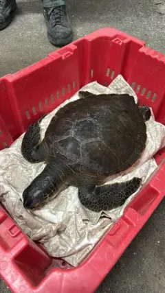Green Sea Turtle thumbnail 2
