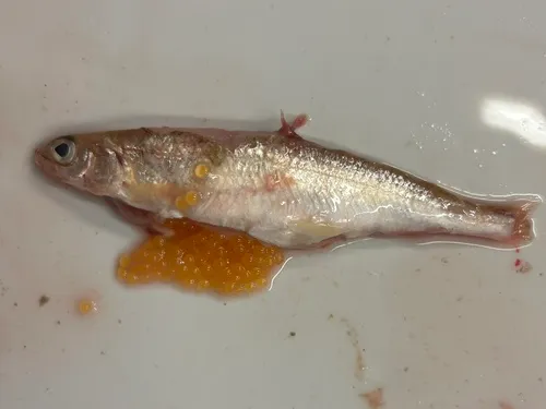 Pygmy Whitefish
