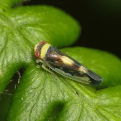 Mountain Leafhopper thumbnail 4