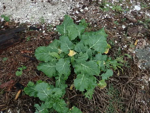 cabbage, broccoli, and allies