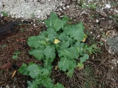 cabbage, broccoli, and allies thumbnail 1