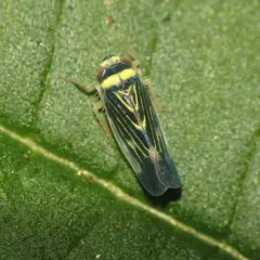 Colladonus mendicus thumbnail 2