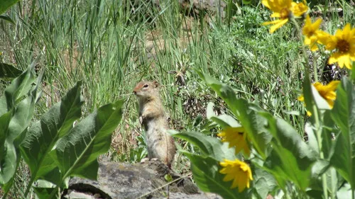 Idaho Ground Squirrel