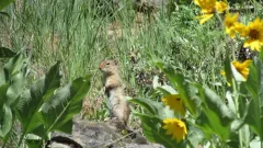 Idaho Ground Squirrel thumbnail 1
