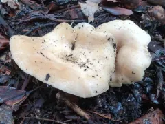 golden milkcap thumbnail 2