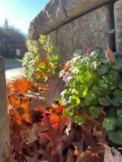 Italian Toadflax thumbnail 2