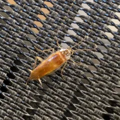 Brown-banded Cockroach thumbnail 2