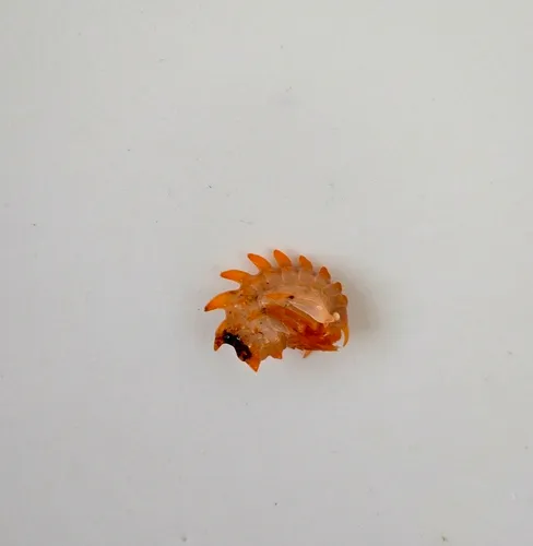 Epimeria loricata